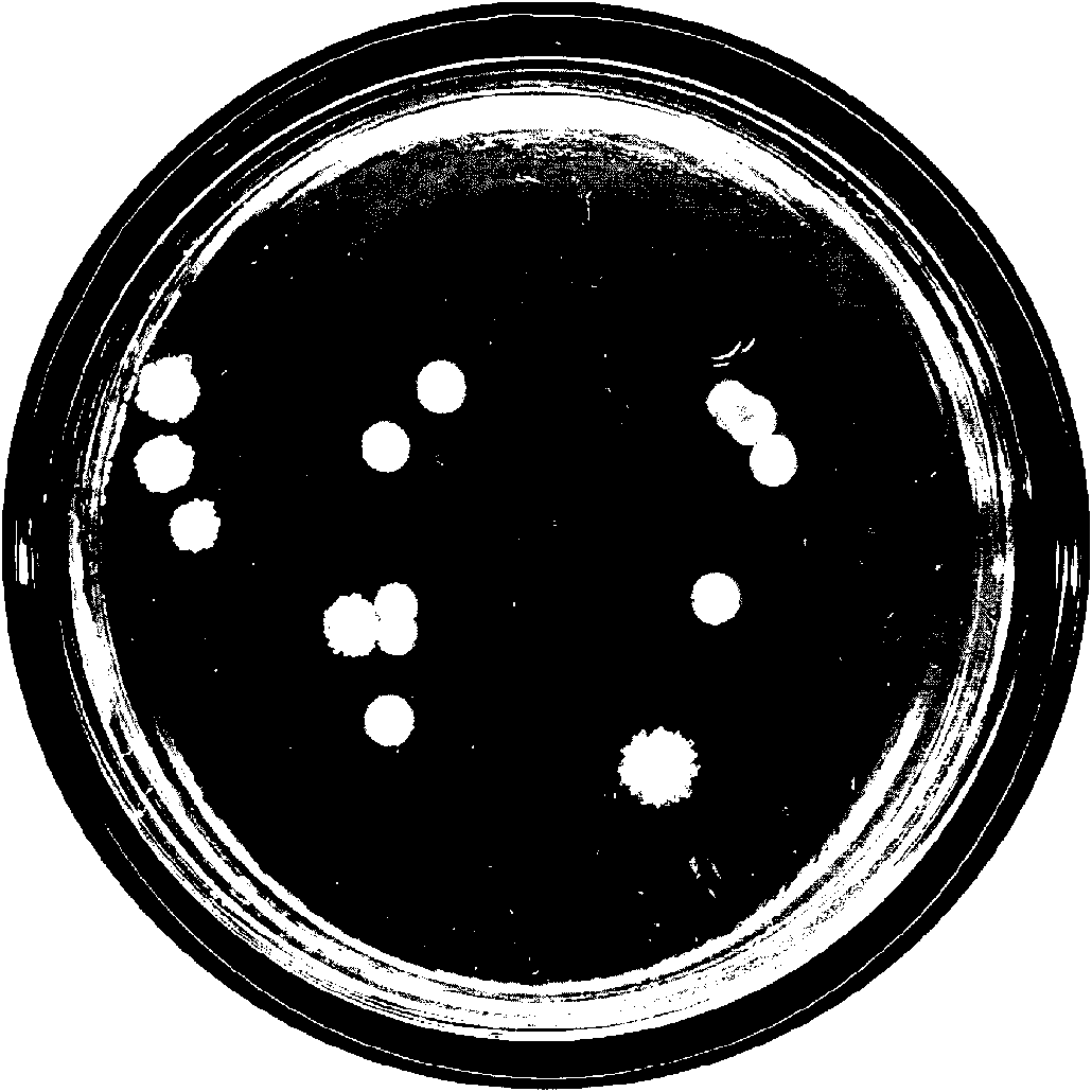 Pseudomonas stutzeri strain and application thereof in degrading polycyclic aromatic hydrocarbon with high molecular weight