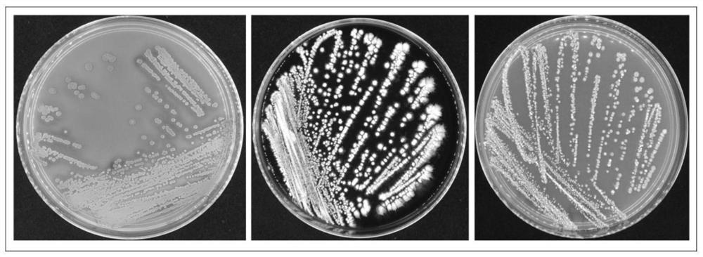 Device and method for high-throughput screening of active strains with potential biological anti-corrosion function