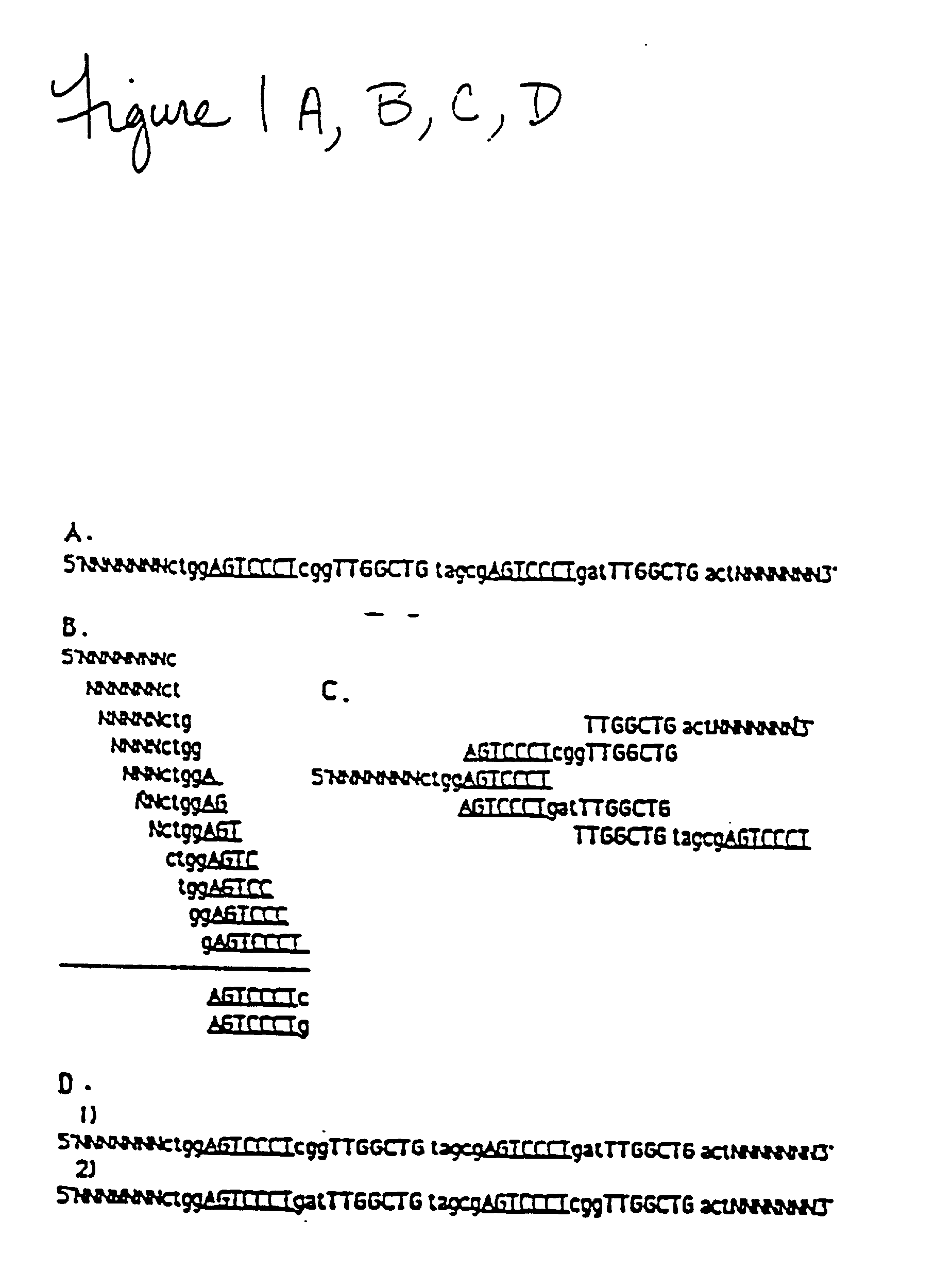 Method of sequencing by hybridization of oligonucleotide probes