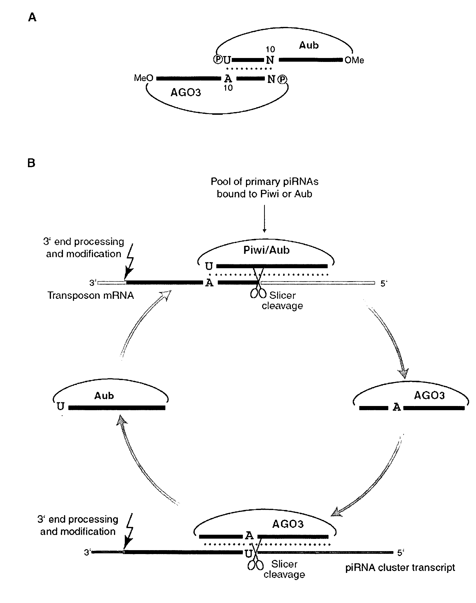 piRNA and uses related thereto