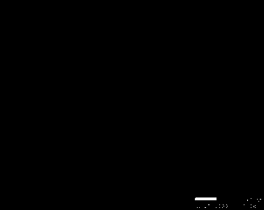 Preparation method of silver oxide as ultraviolet/visible/infrared photocatalyst