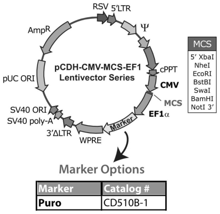 Targeted delivery system based on functionalized macrophages/monocytes, and construction and application of targeted delivery system