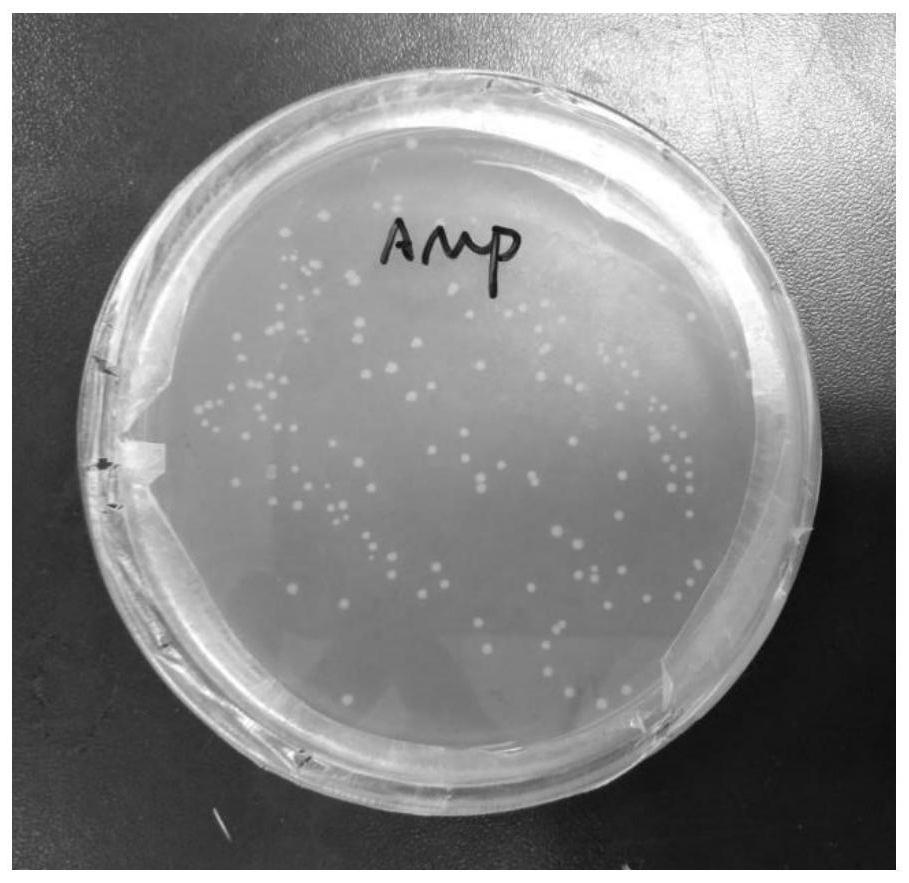 Targeted delivery system based on functionalized macrophages/monocytes, and construction and application of targeted delivery system