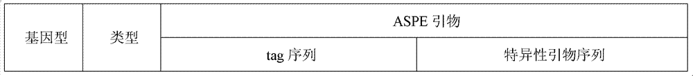 Specific primer and liquid chip for detecting polymorphism of SLCO1B3 gene