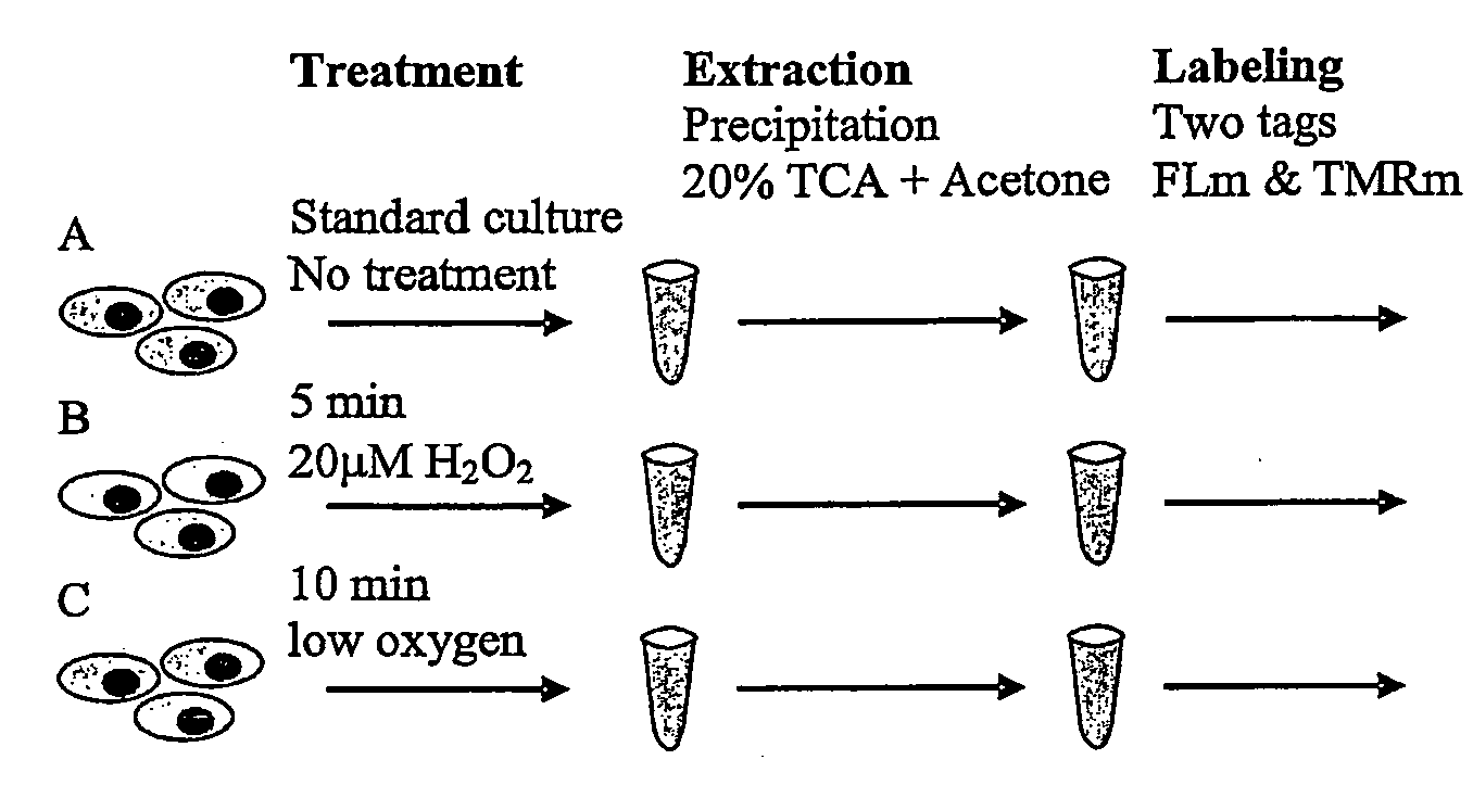 Methods for determining the redox status of proteins