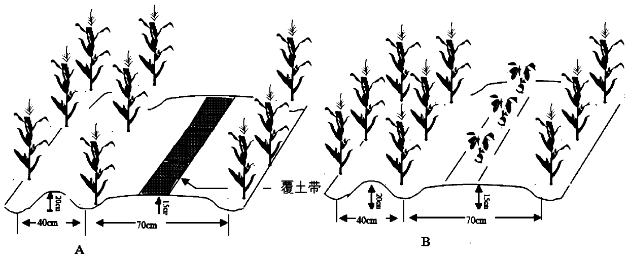 High-yield cultivation method for interplanting corn with broad bean in dry farming area