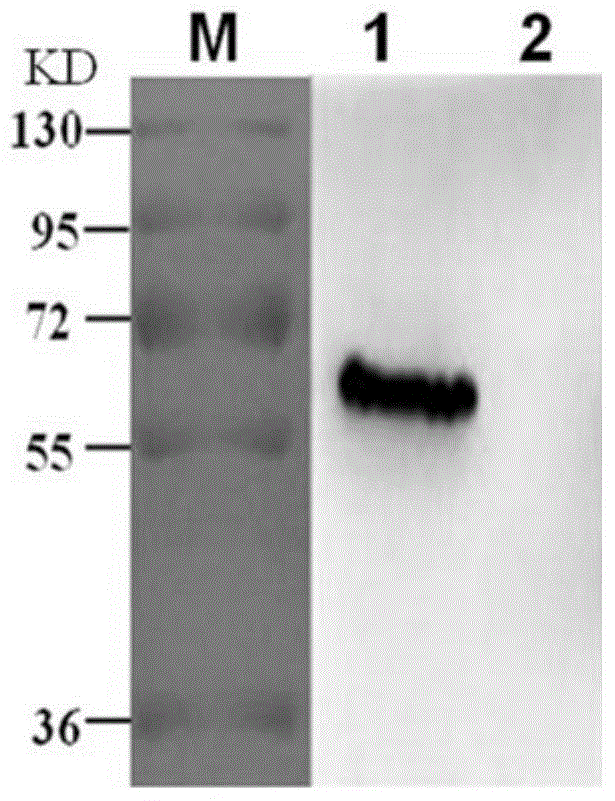 Recombinant baculovirus expressing porcine parvovirus VP2 protein as well as preparation method and application