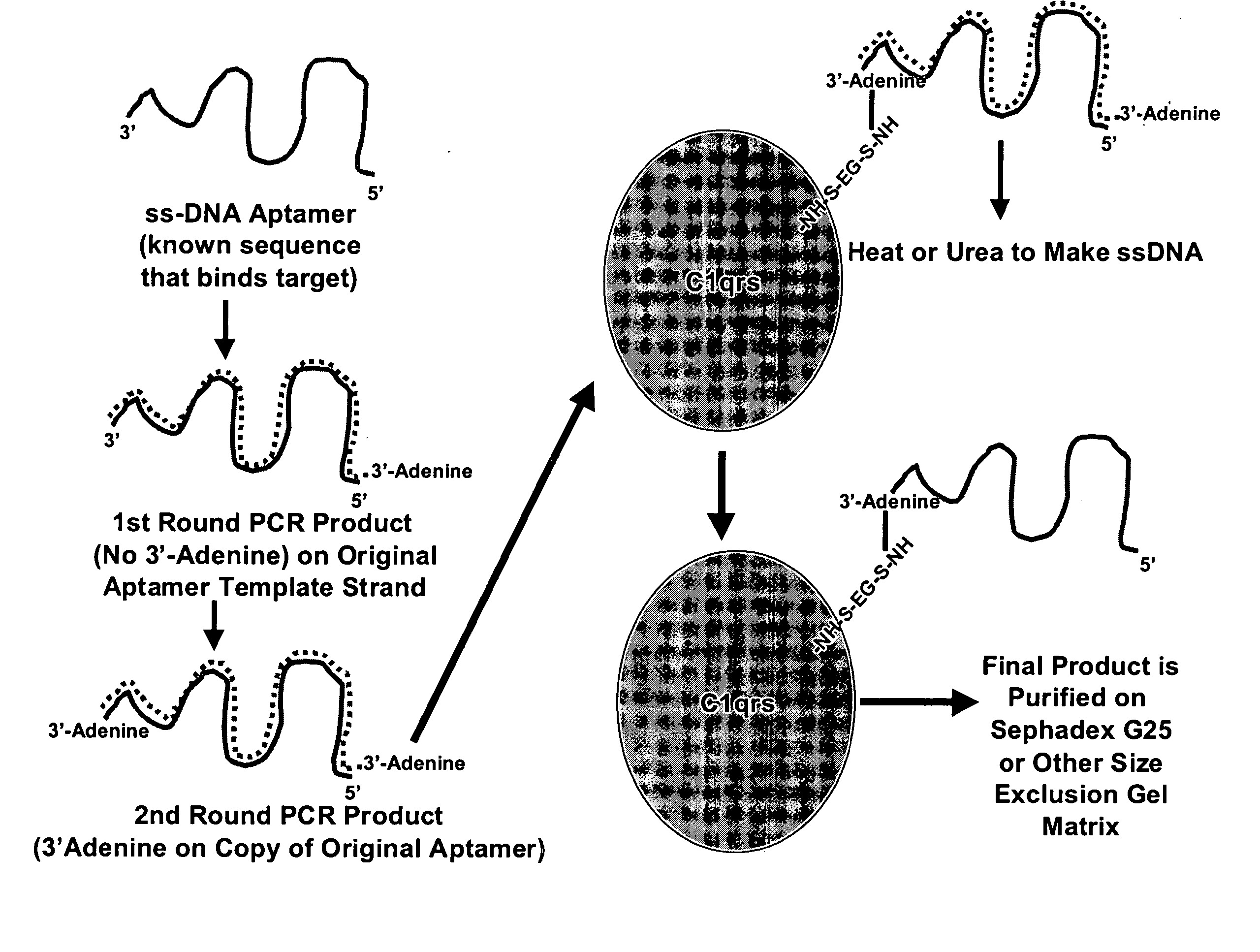 Therapeutic nucleic acid-3' -conjugates