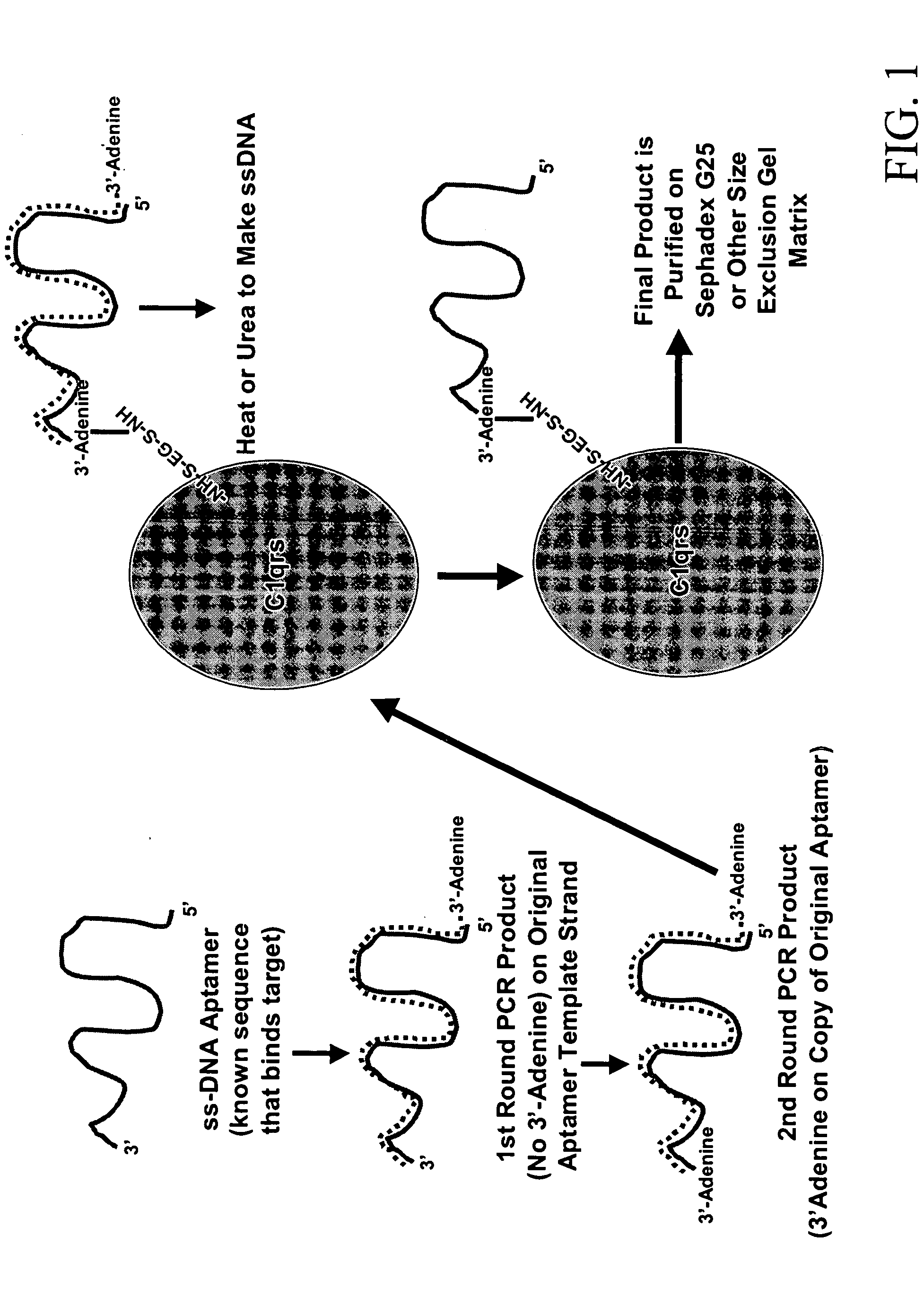 Therapeutic nucleic acid-3' -conjugates