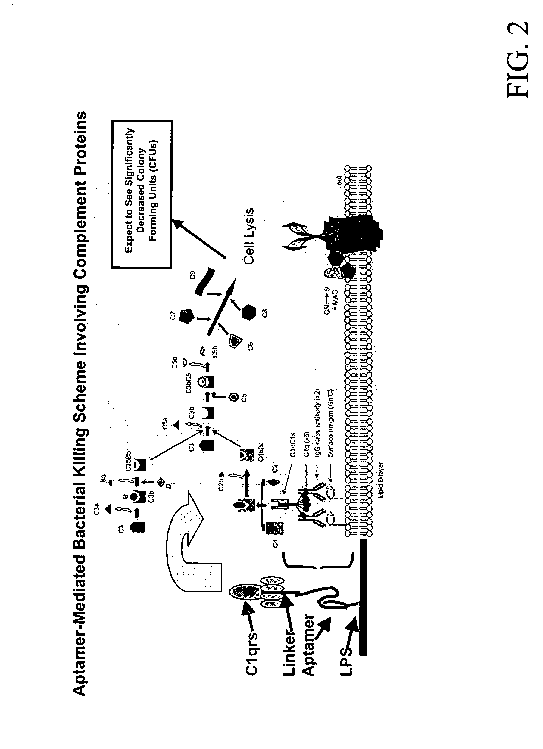 Therapeutic nucleic acid-3' -conjugates