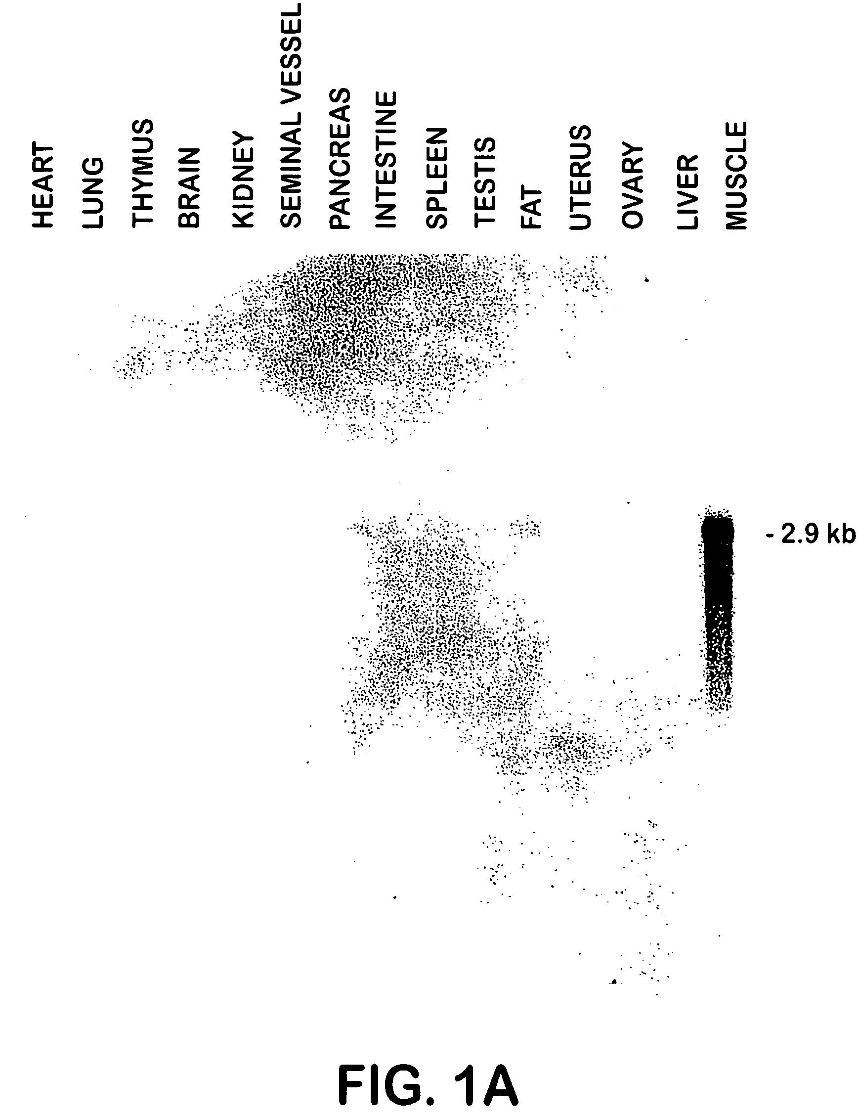 Growth differentiation factor-8