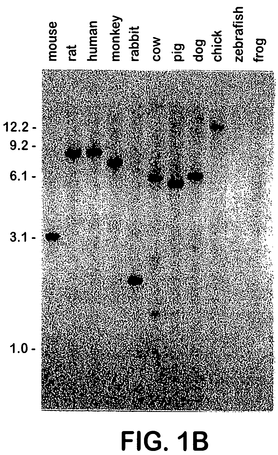 Growth differentiation factor-8