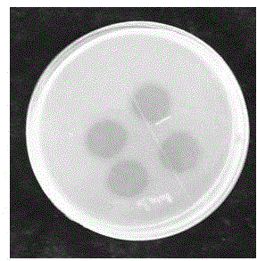 Actinomycete fibrinolytic enzyme and preparation method thereof