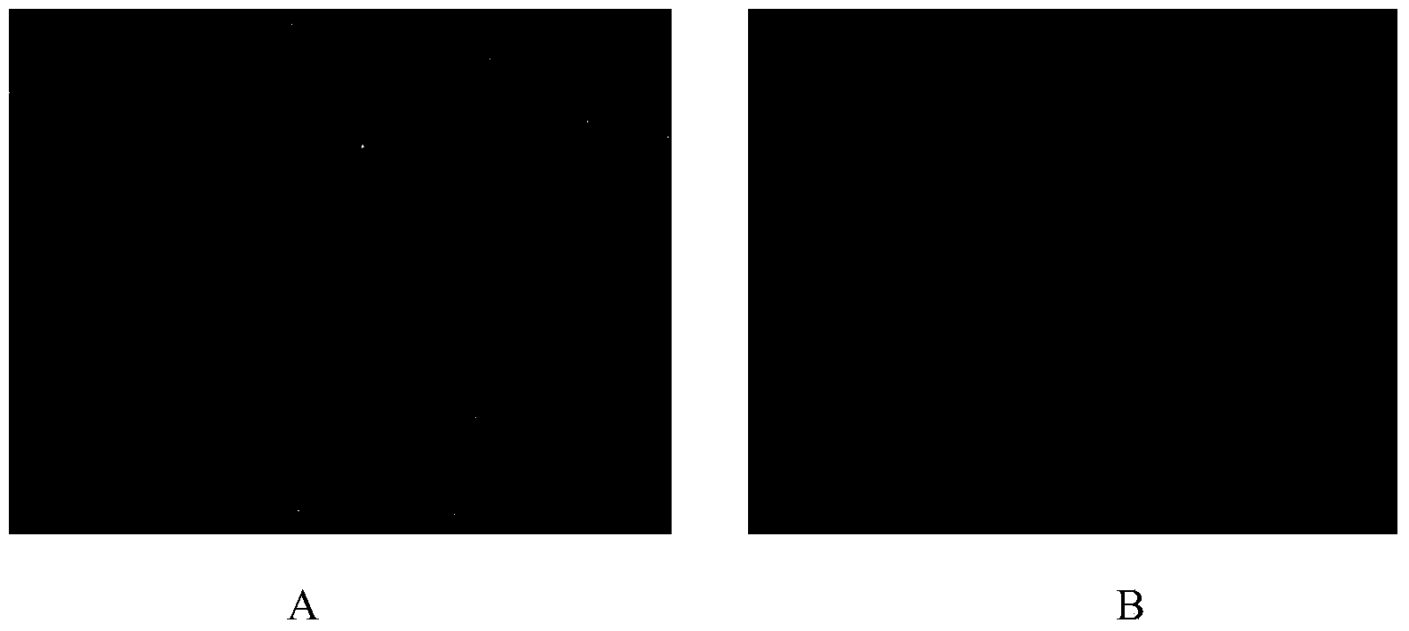 Single clone antibody aiming at H3N2 dog flu virus HA2 protein