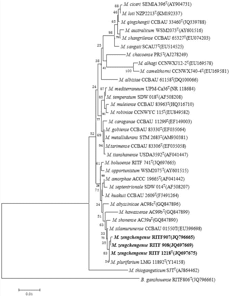 Mesorhizobium zengchengense and application thereof