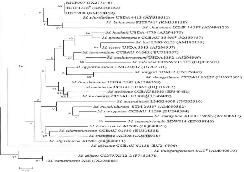 Mesorhizobium zengchengense and application thereof