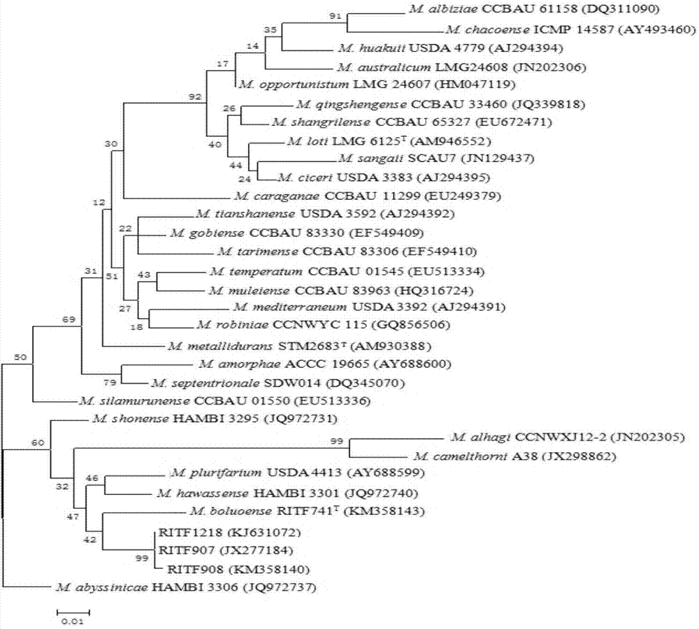 Mesorhizobium zengchengense and application thereof