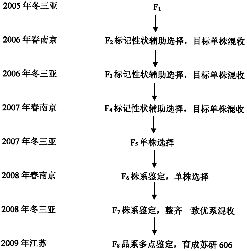 Transgenic helicoverpa armigera-resistant and phenol-free cotton breeding method