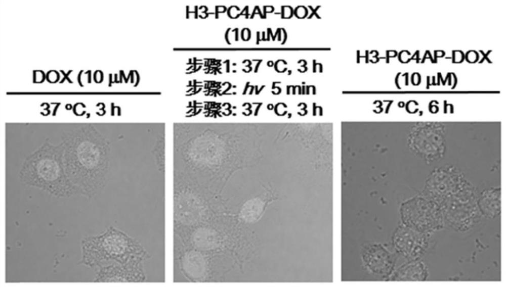 Linker, drug-loaded linker, cell-penetrating peptide-coupled drug, antibody-coupled drug and preparation method thereof