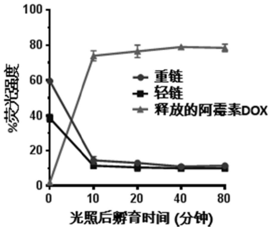 Linker, drug-loaded linker, cell-penetrating peptide-coupled drug, antibody-coupled drug and preparation method thereof