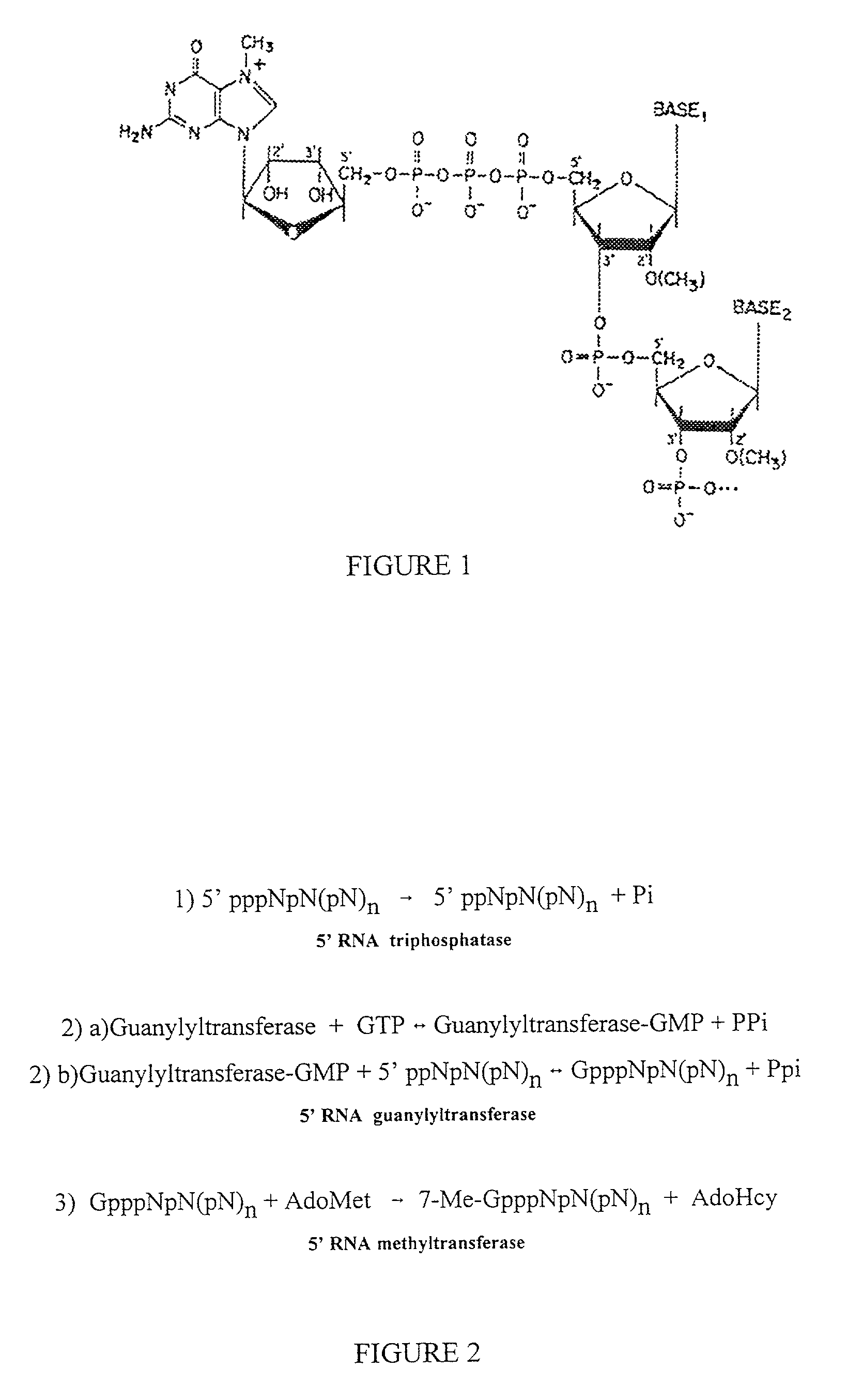 CANDIDA ALBICANS mRNA 5'5-TRIPHOSPHATASE (CET-1) POLYNUCLEOTIDES