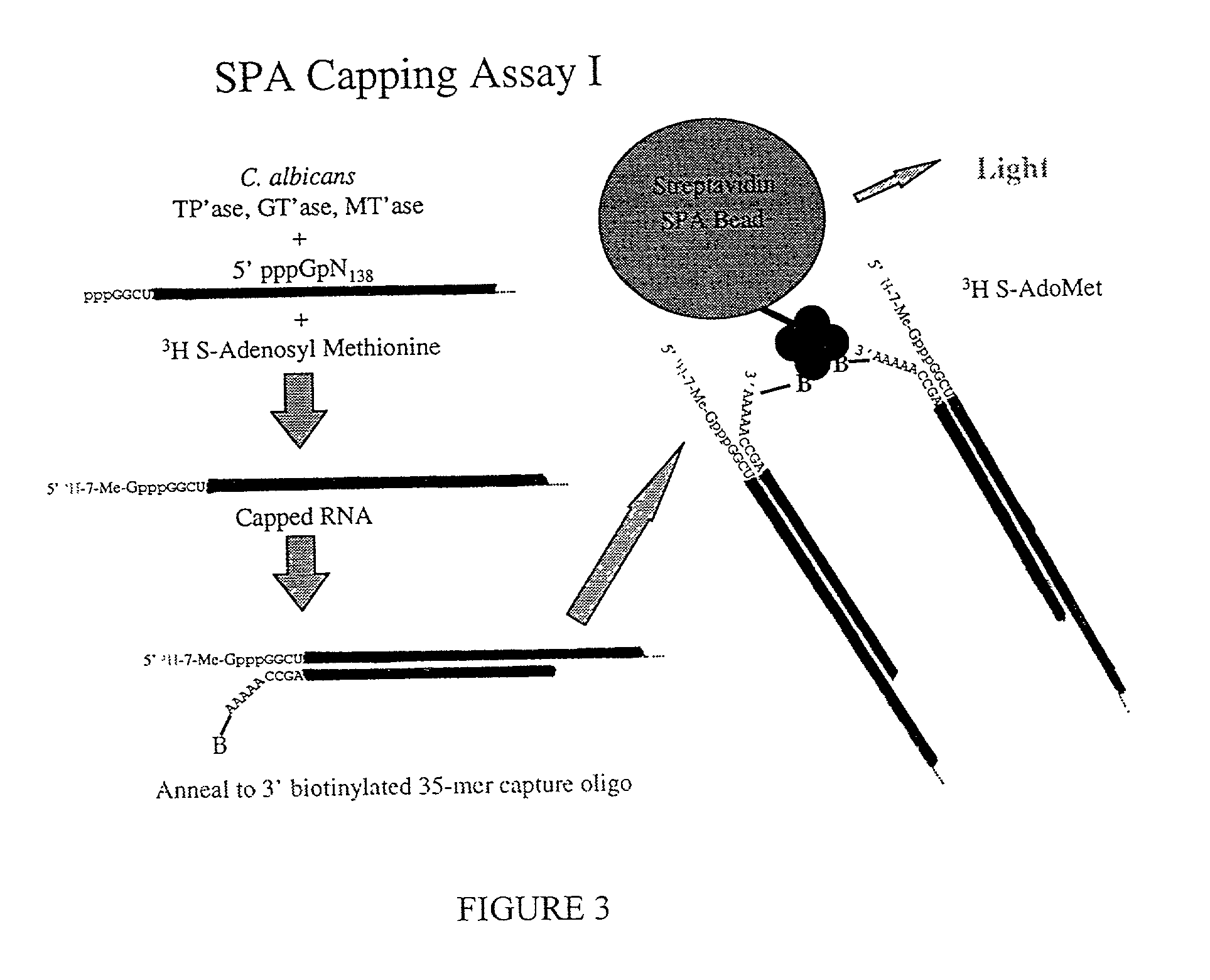 CANDIDA ALBICANS mRNA 5'5-TRIPHOSPHATASE (CET-1) POLYNUCLEOTIDES