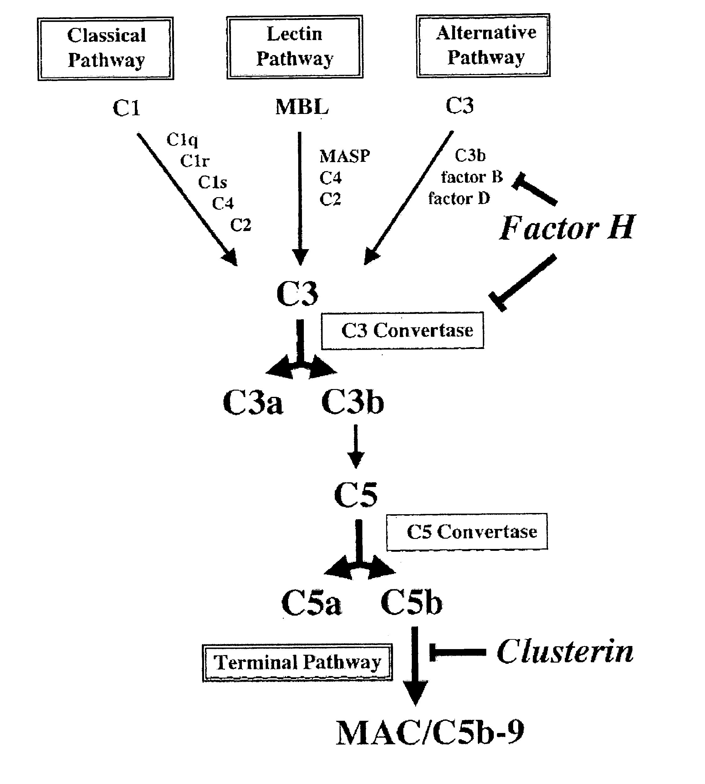 Modulation of synaptic maintenance