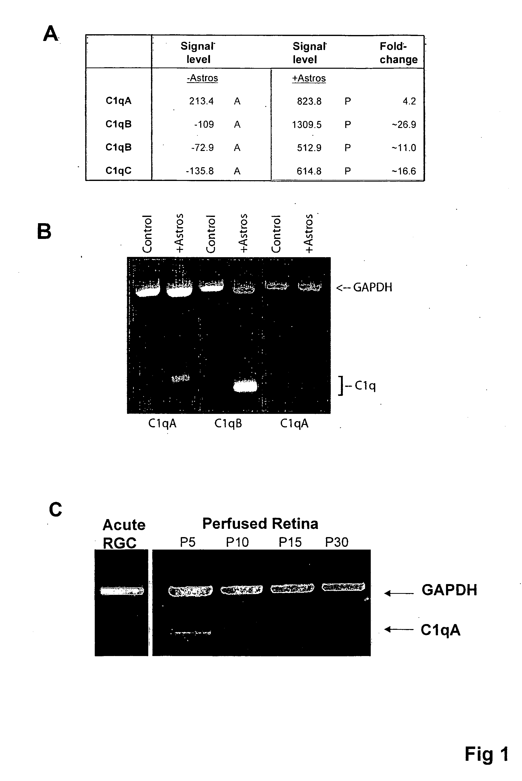 Modulation of synaptic maintenance