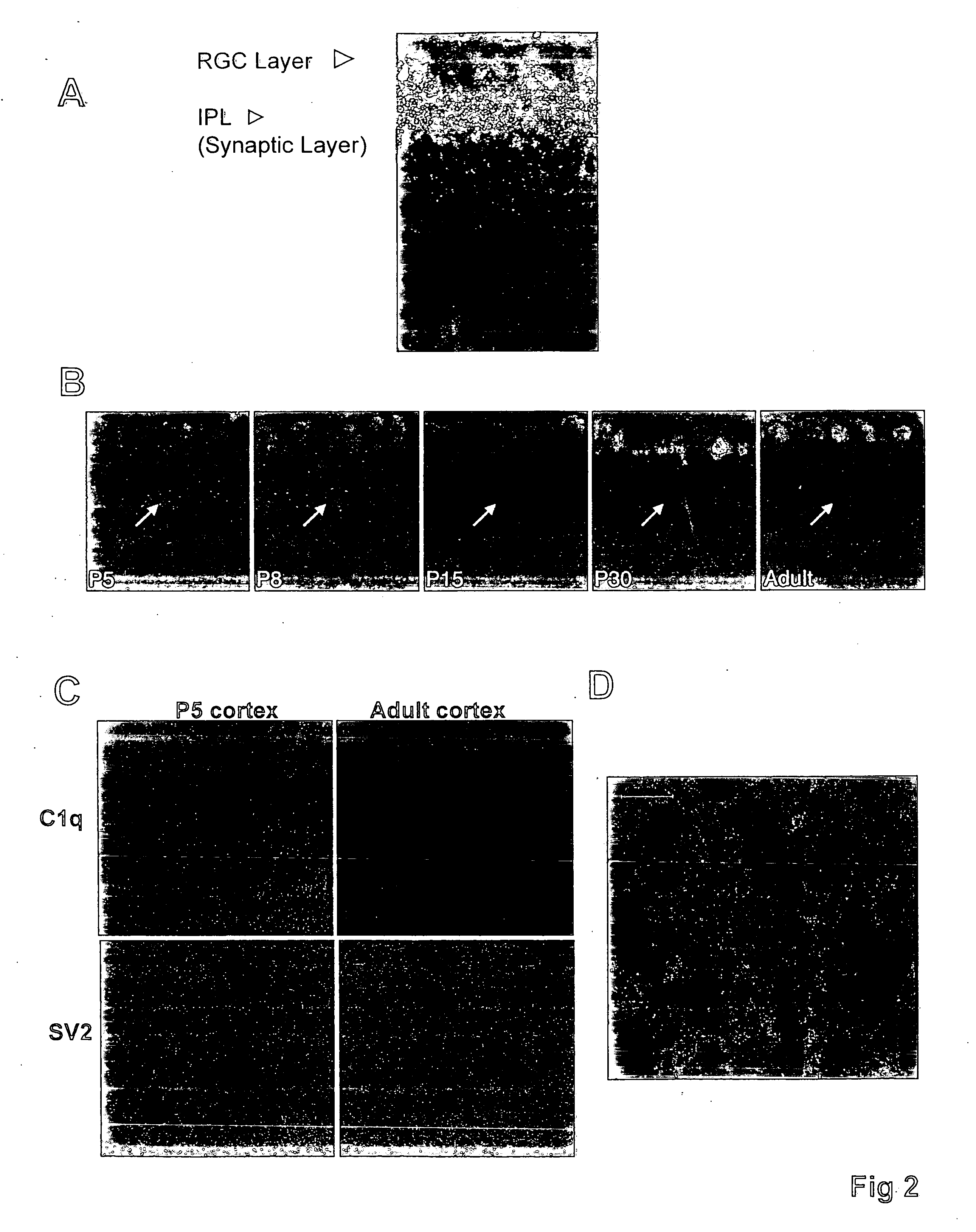 Modulation of synaptic maintenance