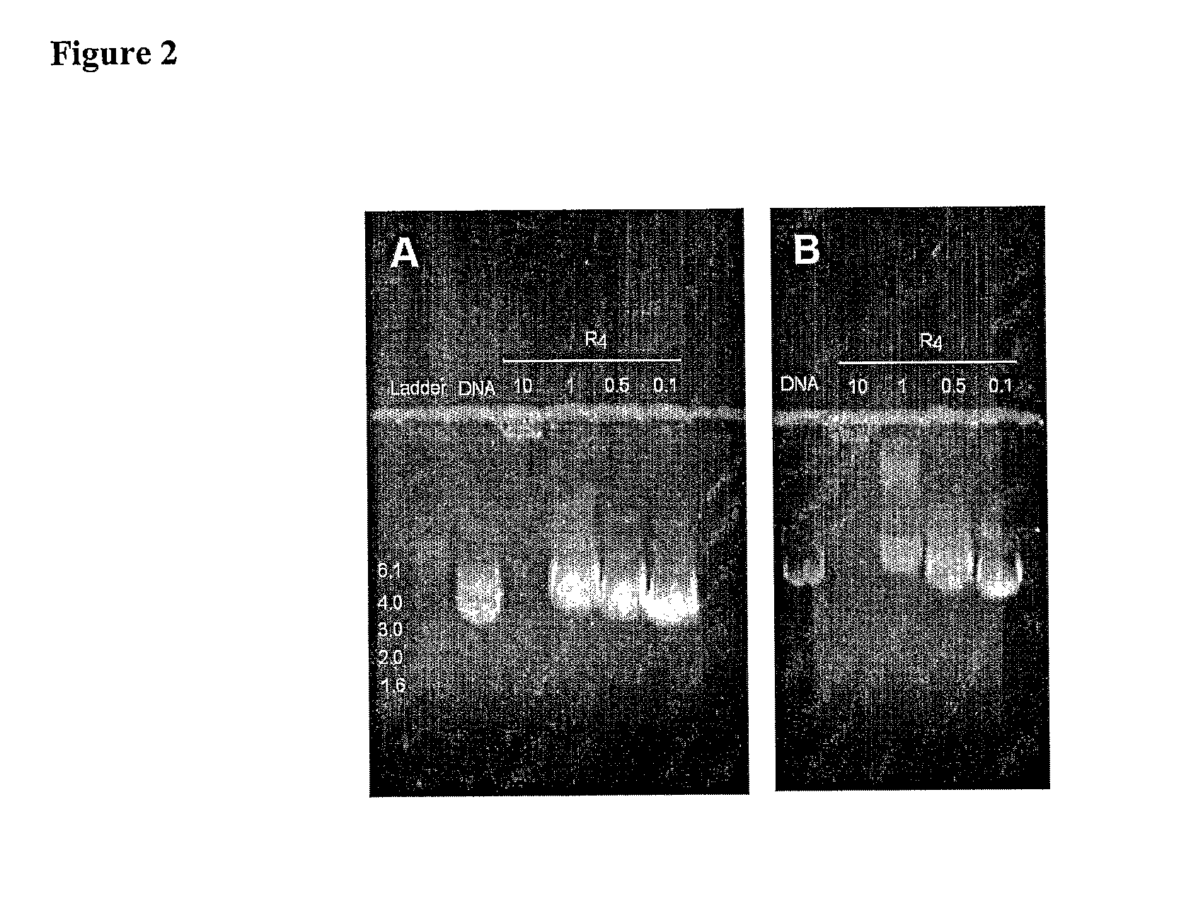 Method of transfection and compositions therefor