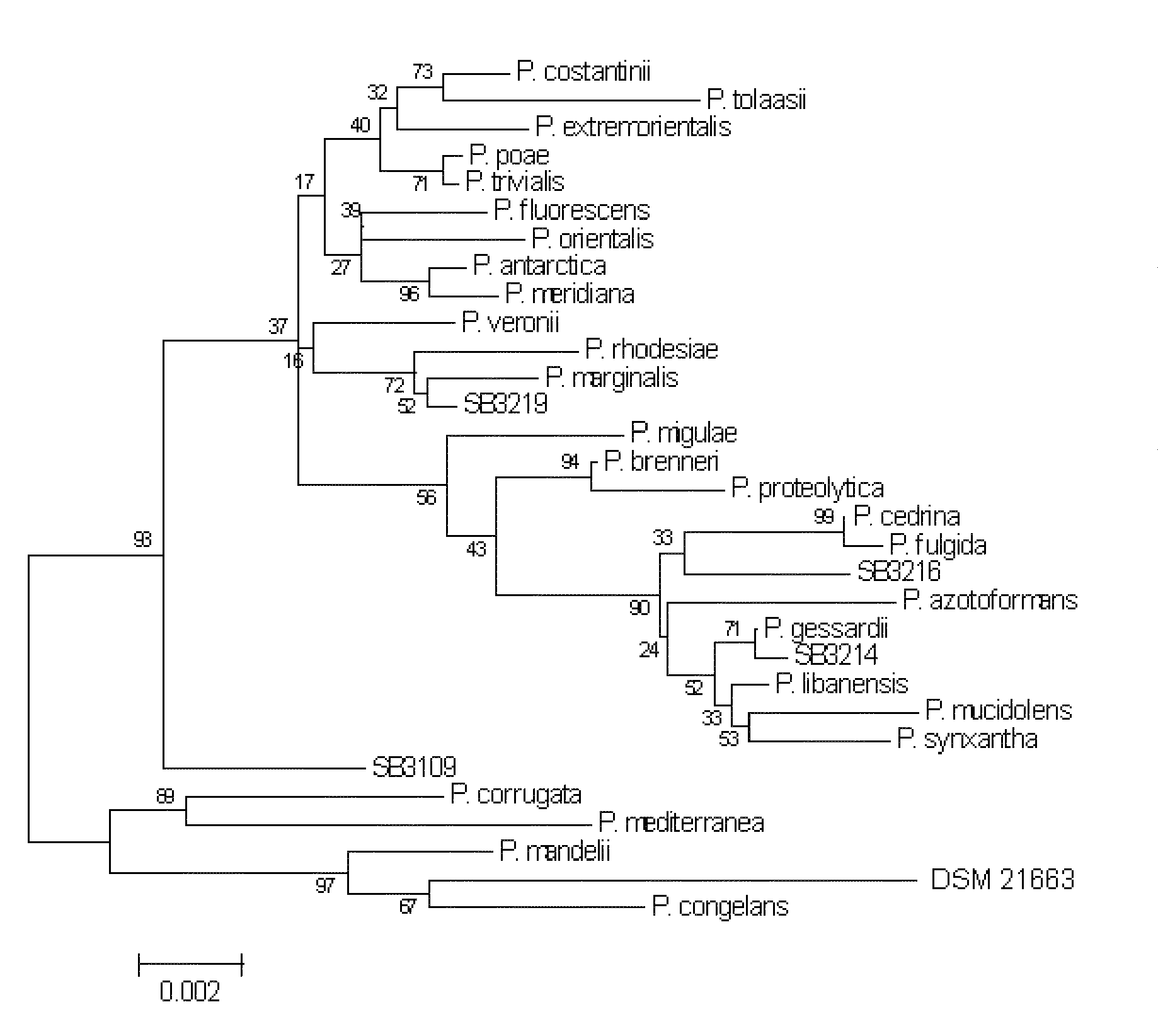 Pseudomonas Bacterium