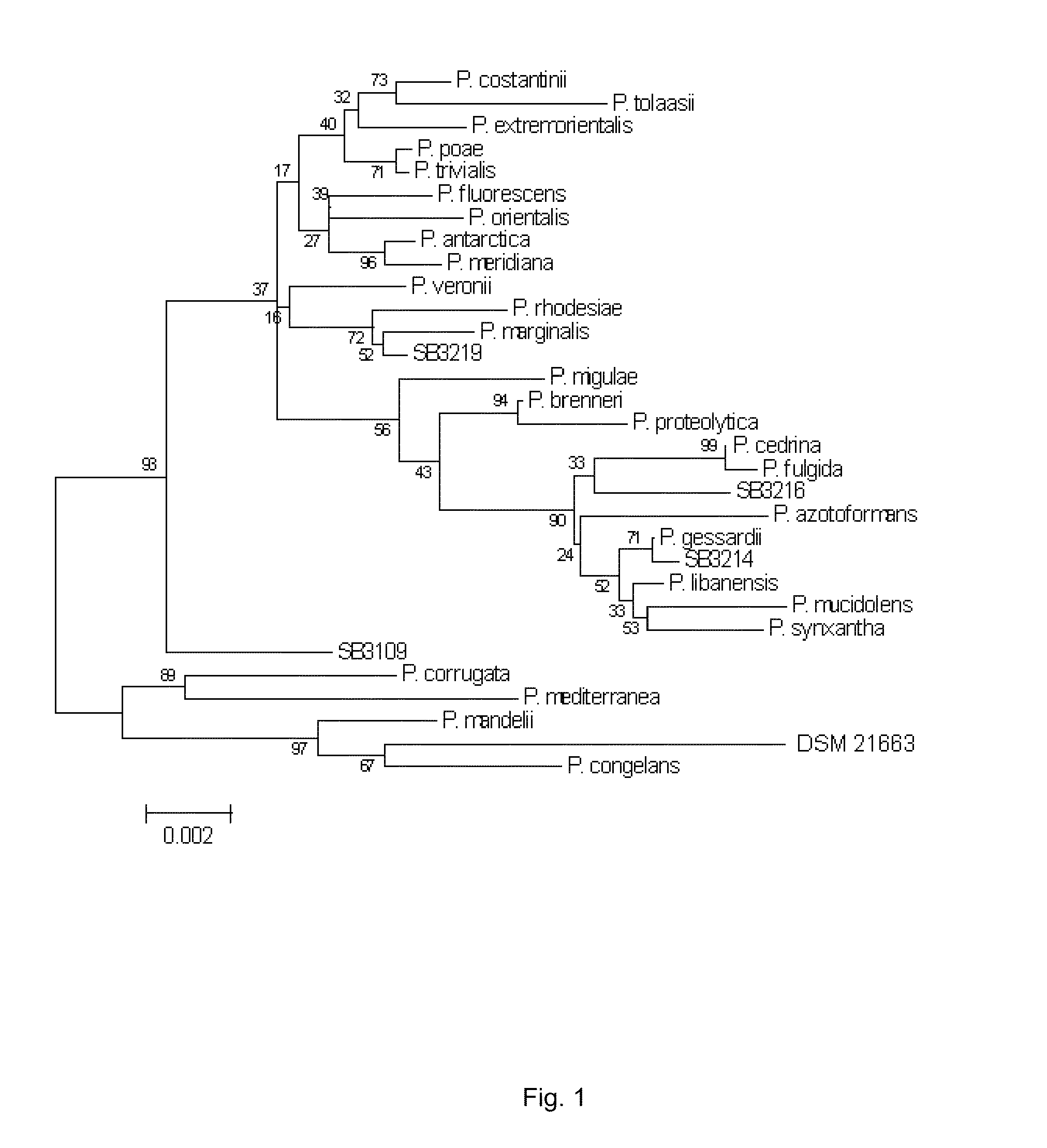 Pseudomonas Bacterium