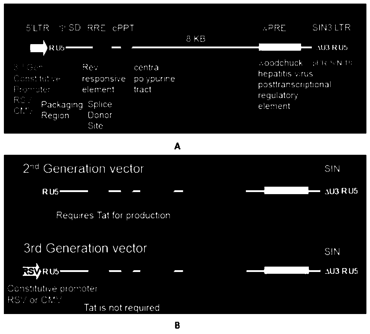 Car-t therapy carrier for malignant glioma based on octs technology and its construction method and application