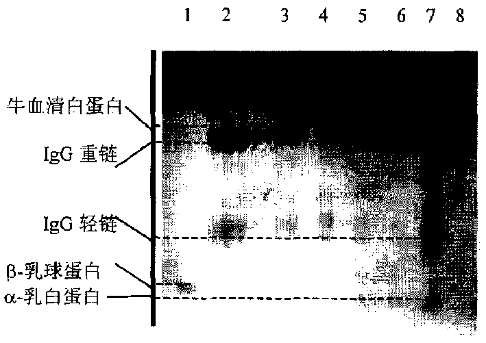 Production process for cow primary milk whey with natural immunocompetence and low irritability