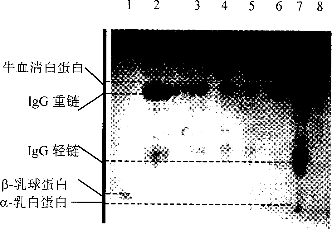 Production process for cow primary milk whey with natural immunocompetence and low irritability