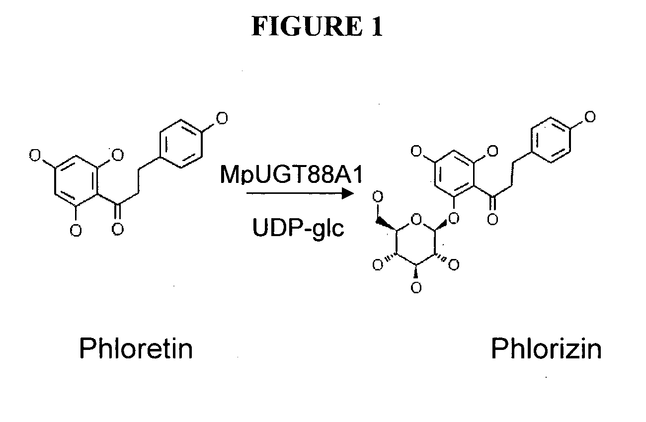 Glycosyltransferases, Polynucleotides Encoding These And Methods Of Use