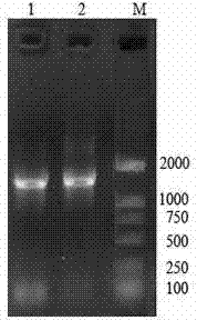 Modified bacillus source and Alpha-amylase gene recombination lactobacillus as well as product and application thereof