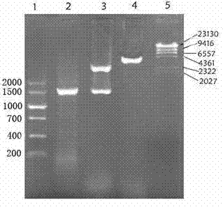 Modified bacillus source and Alpha-amylase gene recombination lactobacillus as well as product and application thereof