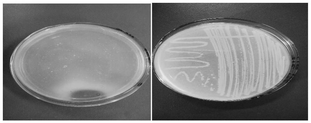 A low-temperature protease-producing Exiguobacterium siberia and its application