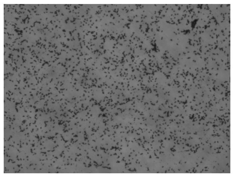 A low-temperature protease-producing Exiguobacterium siberia and its application