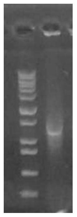 A low-temperature protease-producing Exiguobacterium siberia and its application