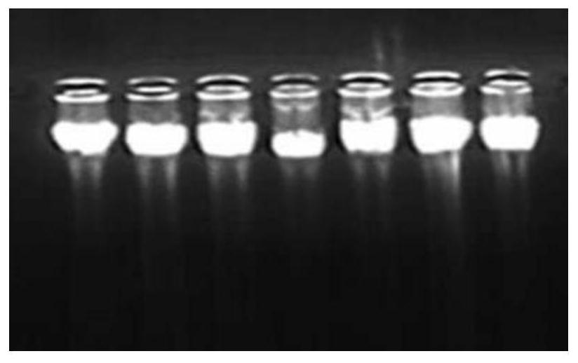 Molecular marker for identifying duck slaughter traits based on myostatin gene MSTN and identification method and application thereof