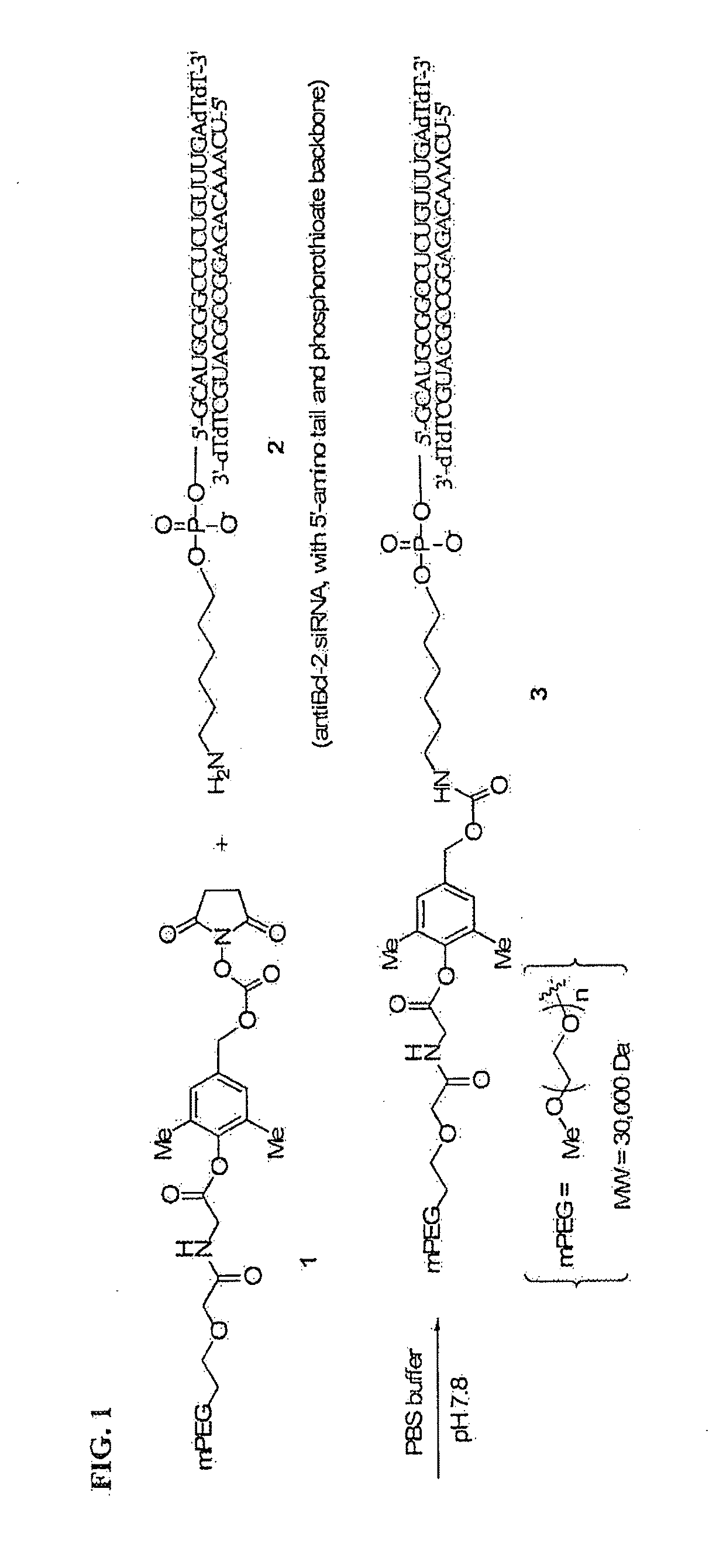 Polymeric short interfering RNA conjugates