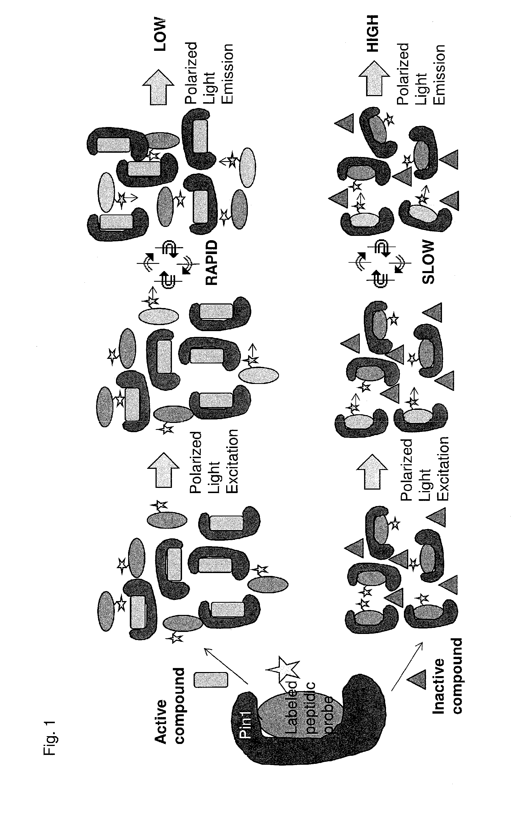 Methods and compositions for the inhibition of pin1