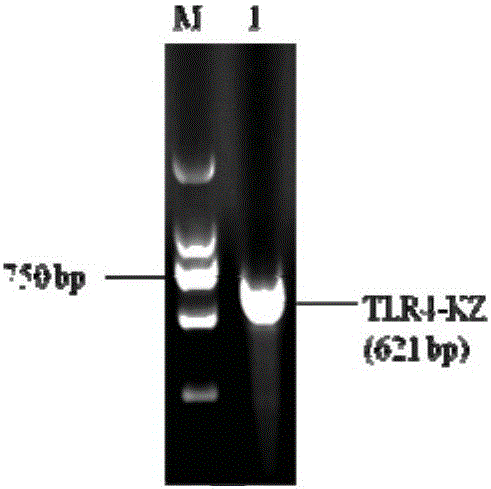 Preparation method and application of porcine TLR4 polyclonal antibody