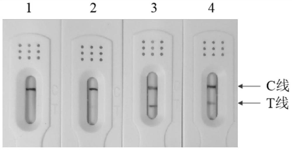 Primer pair, kit and method for rapidly detecting horse-derived components in horse hide and mule hide