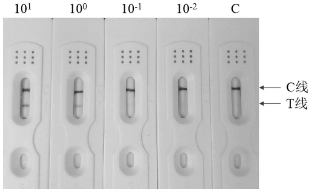 Primer pair, kit and method for rapidly detecting horse-derived components in horse hide and mule hide