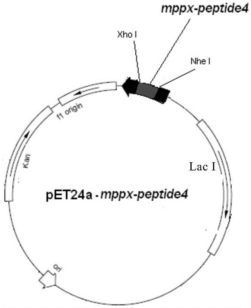 Polypeptide having pNPPC hydrolase activity and coding gene, preparation method and application thereof