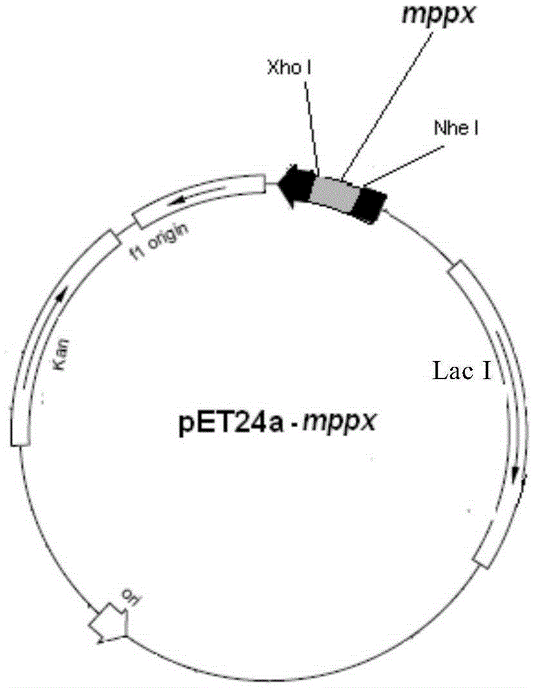 Polypeptide having pNPPC hydrolase activity and coding gene, preparation method and application thereof