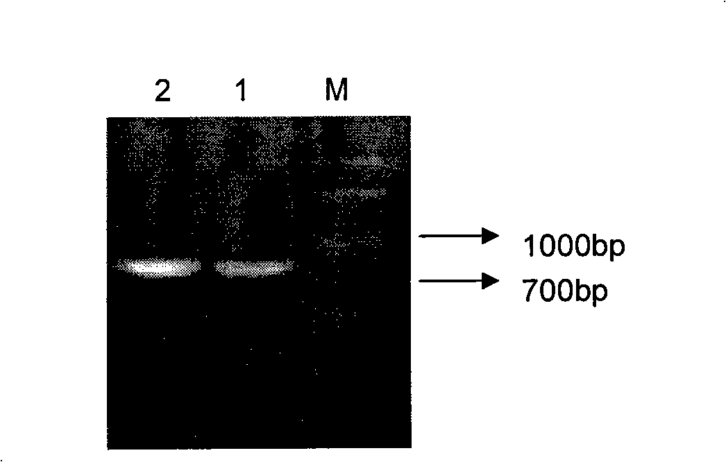 Anti-schistosomiasis monoclonal antibody NP11-4 single-chain antibody, preparation and use thereof